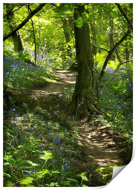 SPRING WALK Print by Anthony R Dudley (LRPS)