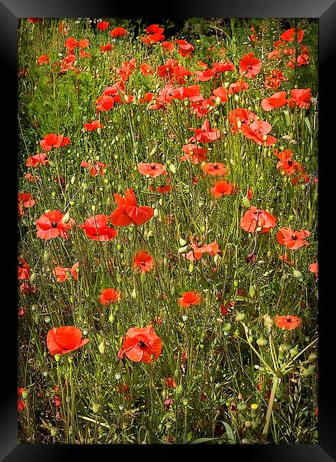 POPPY FIELD Framed Print by Anthony R Dudley (LRPS)