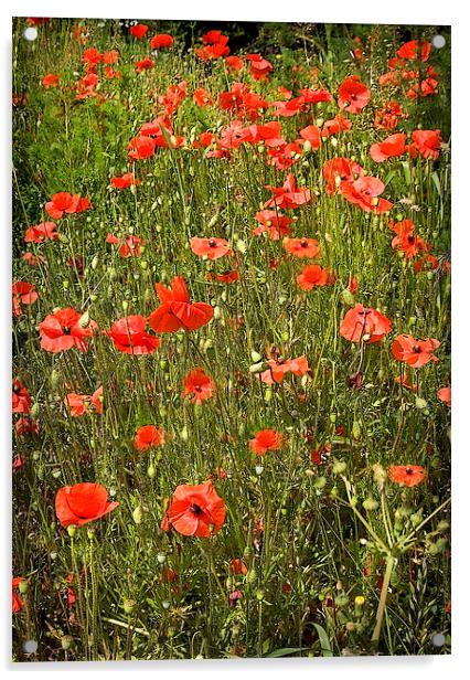 POPPY FIELD Acrylic by Anthony R Dudley (LRPS)