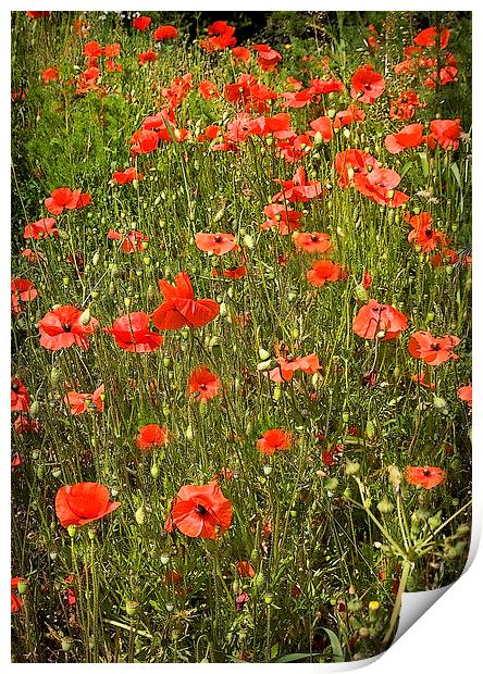 POPPY FIELD Print by Anthony R Dudley (LRPS)