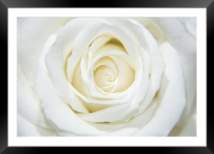 white beauty Framed Mounted Print by Eddie Howland