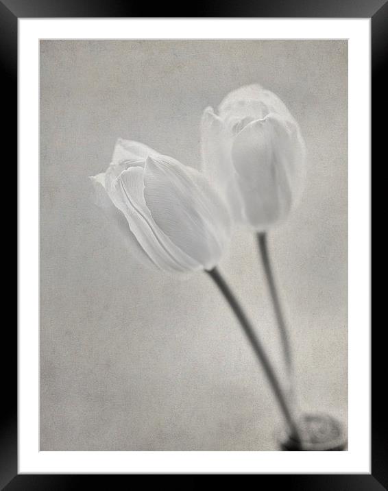 Tulips Framed Mounted Print by Sandra Pledger