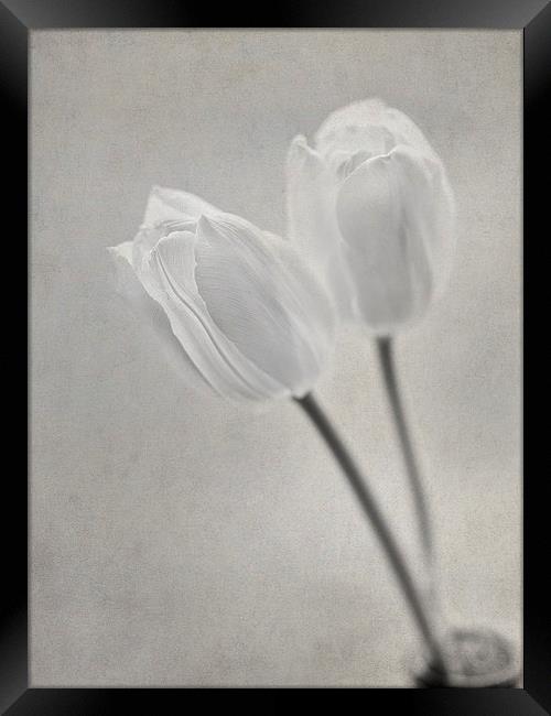 Tulips Framed Print by Sandra Pledger