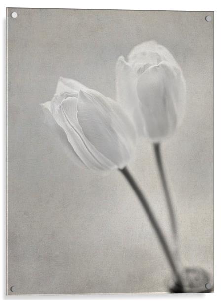 Tulips Acrylic by Sandra Pledger