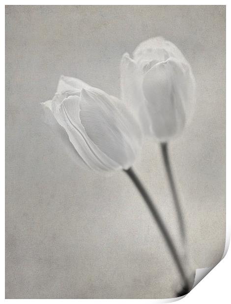 Tulips Print by Sandra Pledger