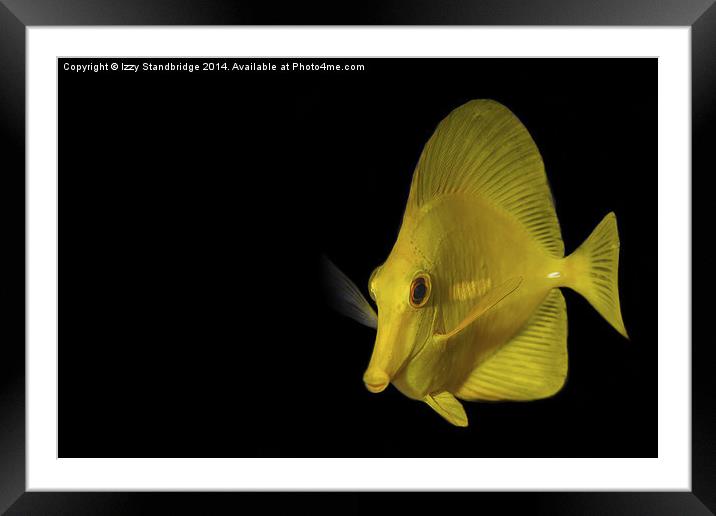 Yellow tang Framed Mounted Print by Izzy Standbridge