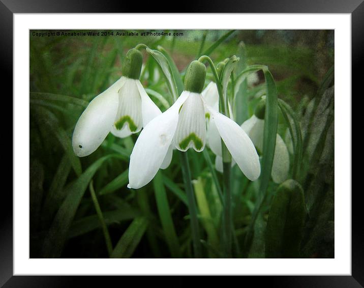 Snowdrops Framed Mounted Print by Annabelle Ward