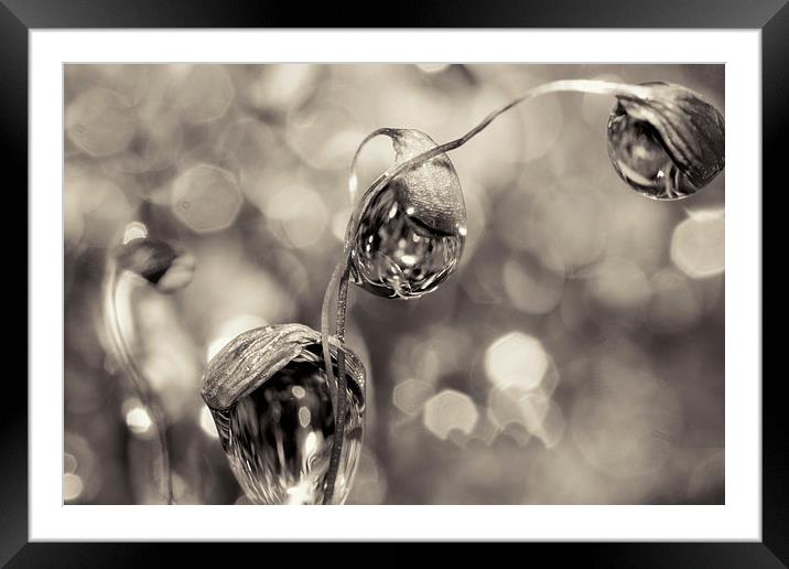Moss Drops in B&W Framed Mounted Print by Sharon Johnstone
