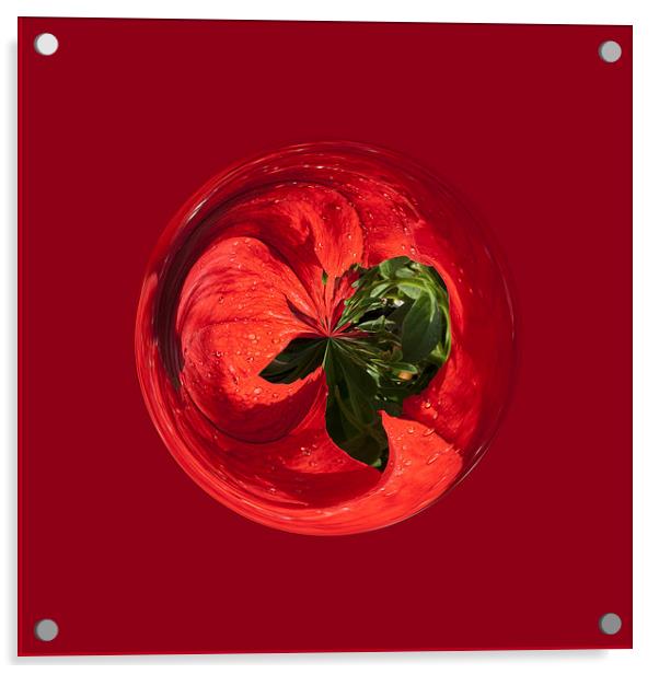Petunia Sphere Acrylic by Robert Gipson