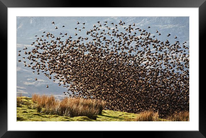 Starlings - Safety in numbers Framed Mounted Print by Rory Trappe