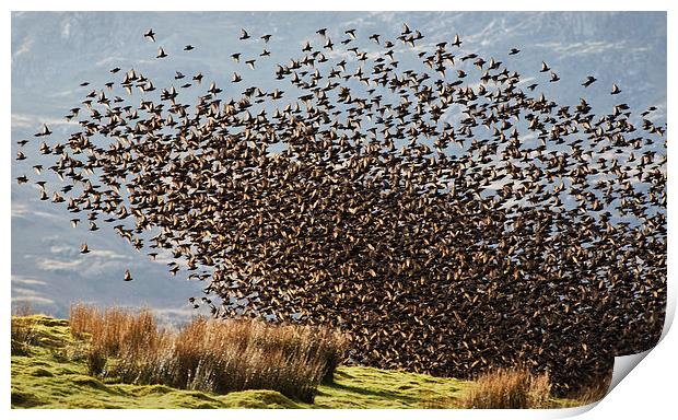 Starlings - Safety in numbers Print by Rory Trappe