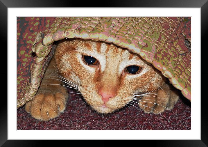 Kitten Hiding Framed Mounted Print by james balzano, jr.