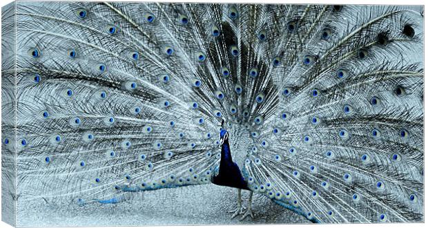 Peacock blue Canvas Print by Ruth Hallam