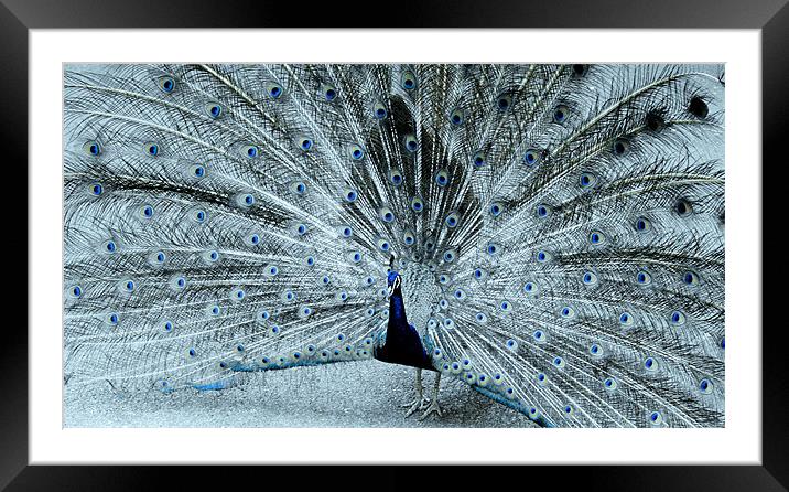 Peacock blue Framed Mounted Print by Ruth Hallam