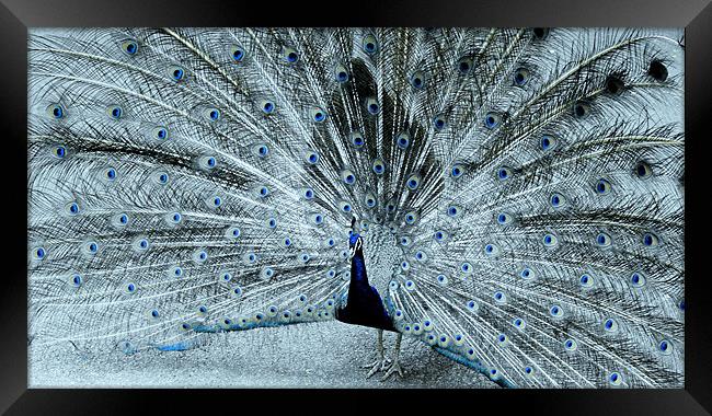 Peacock blue Framed Print by Ruth Hallam