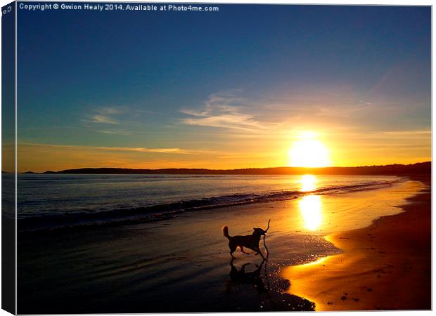 Happy dog on a sunset evening Canvas Print by Gwion Healy