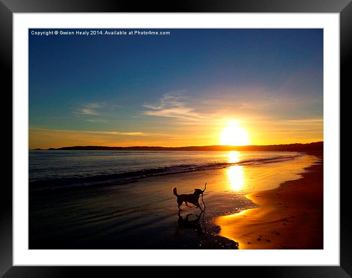 Happy dog on a sunset evening Framed Mounted Print by Gwion Healy