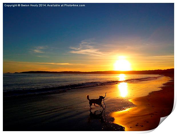 Happy dog on a sunset evening Print by Gwion Healy