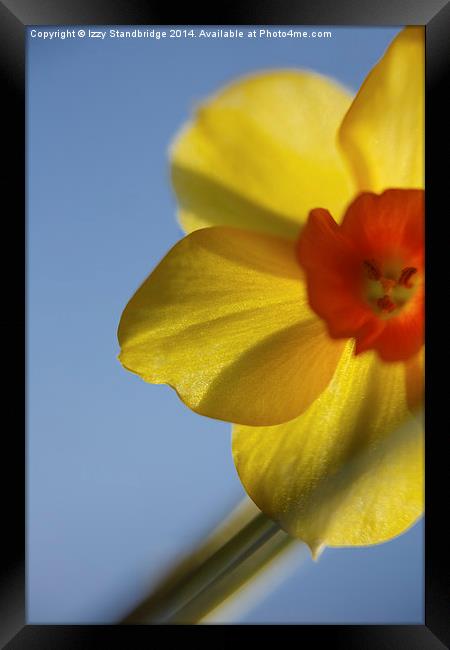 St Davids Day Daffodil Framed Print by Izzy Standbridge