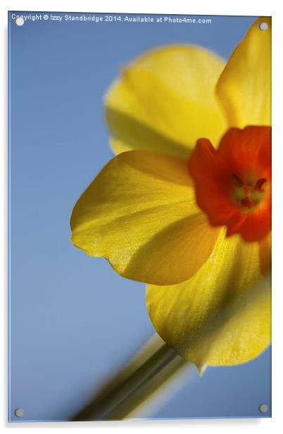 St Davids Day Daffodil Acrylic by Izzy Standbridge