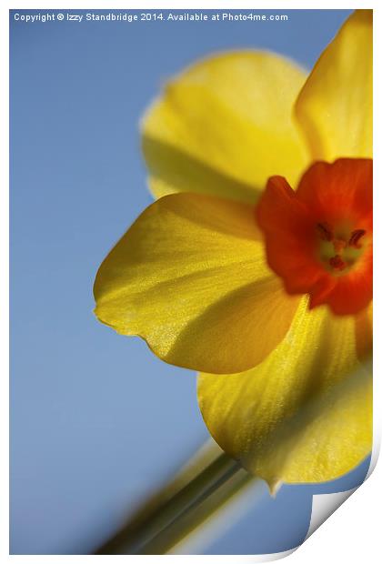 St Davids Day Daffodil Print by Izzy Standbridge