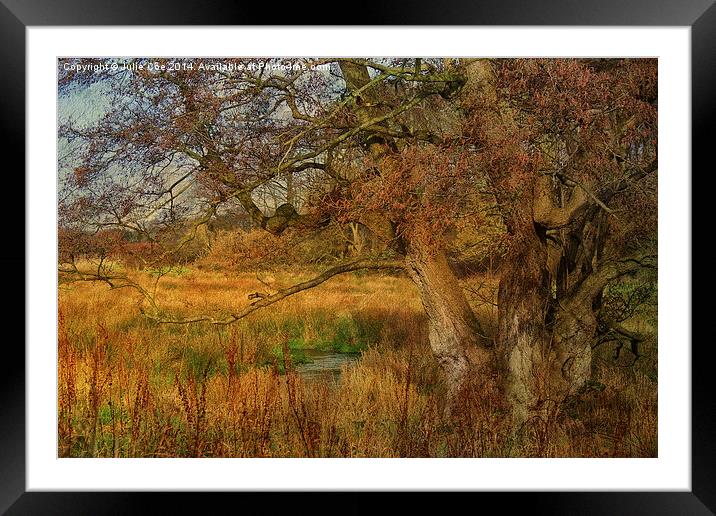 Tree In A Meadow Framed Mounted Print by Julie Coe