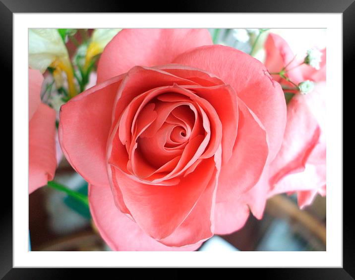 Perfect in pink Framed Mounted Print by Tim Scott