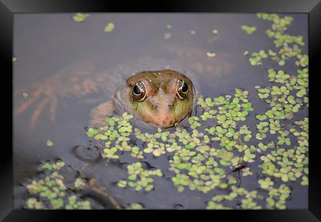 Im keeping my eye on you Framed Print by Tim Scott