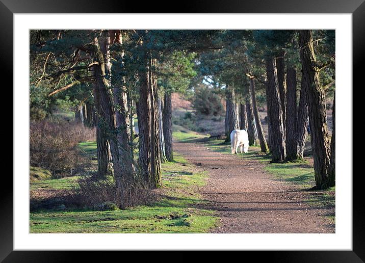 New Forest pony Framed Mounted Print by Tim Scott