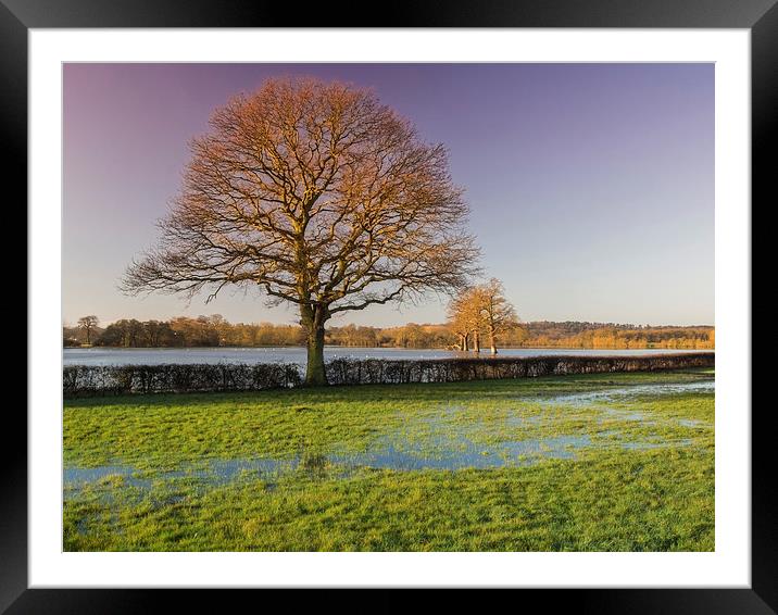 Old Oak Tree Cobham Framed Mounted Print by Clive Eariss