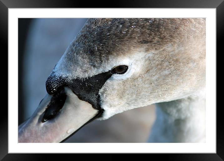 Young Swans Head Framed Mounted Print by Elaine Davis
