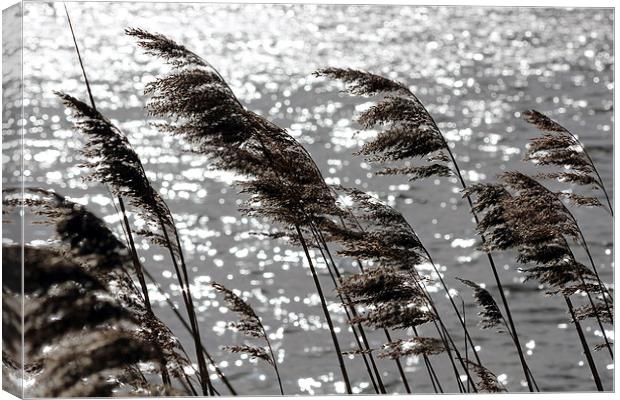 Reeds on the Water Canvas Print by Elaine Davis