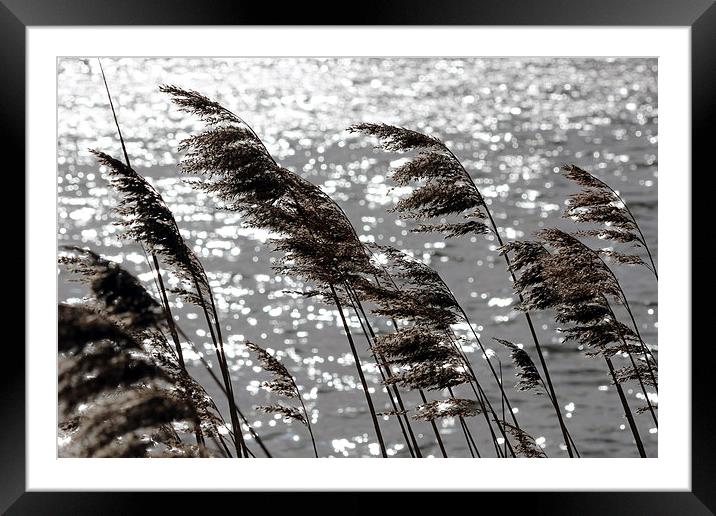Reeds on the Water Framed Mounted Print by Elaine Davis