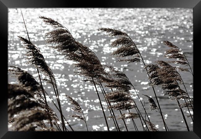 Reeds on the Water Framed Print by Elaine Davis