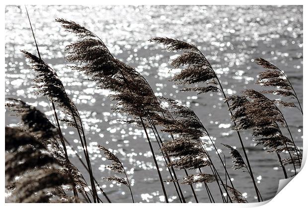 Reeds on the Water Print by Elaine Davis