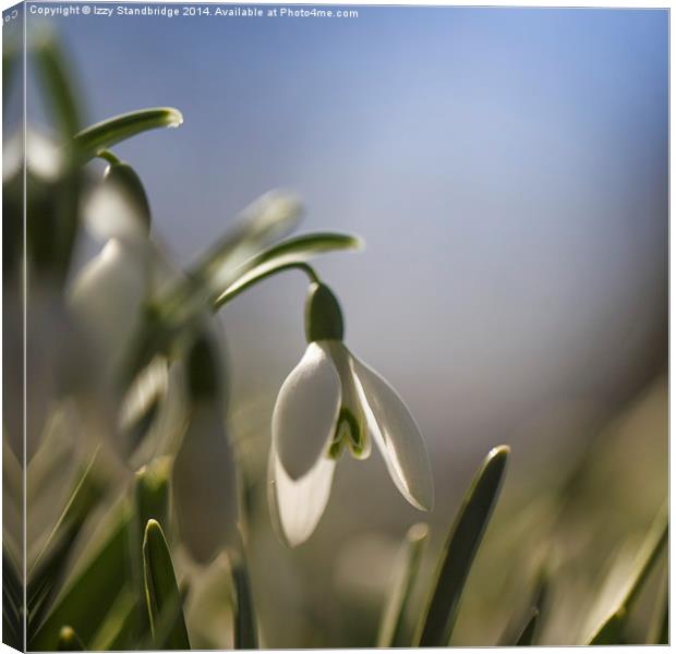 Snowdrops with backlight Canvas Print by Izzy Standbridge