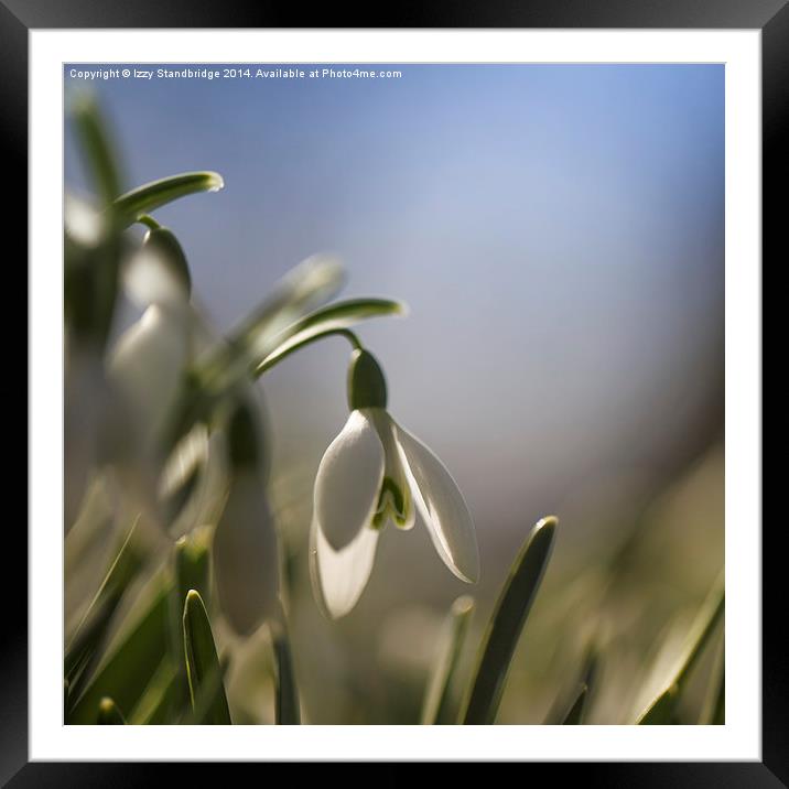 Snowdrops with backlight Framed Mounted Print by Izzy Standbridge