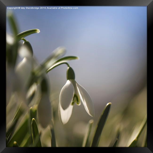 Snowdrops with backlight Framed Print by Izzy Standbridge