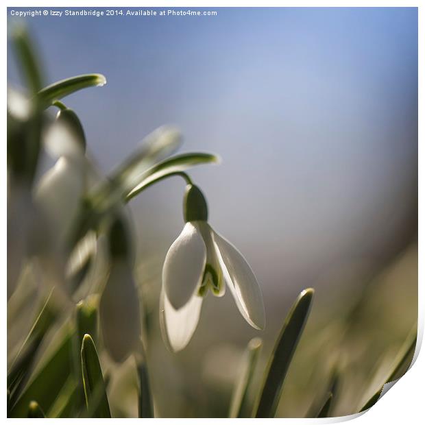 Snowdrops with backlight Print by Izzy Standbridge