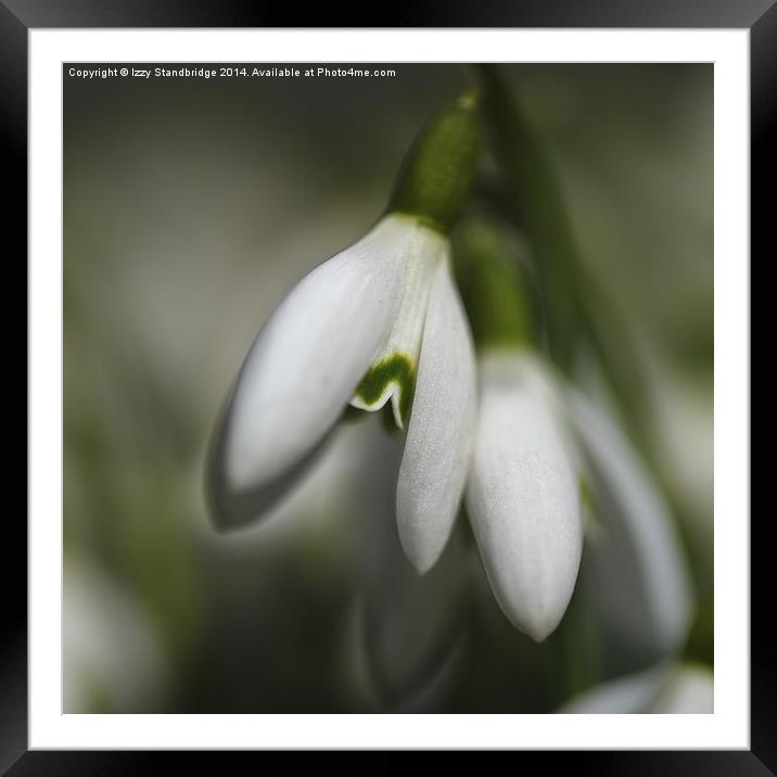 Snowdrop close up Framed Mounted Print by Izzy Standbridge