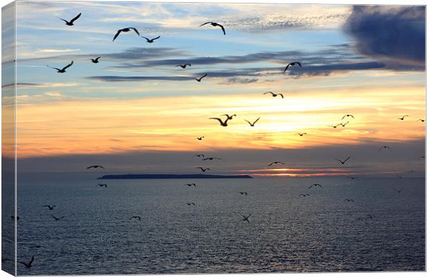 Seagulls against the Sunset Canvas Print by David Morton