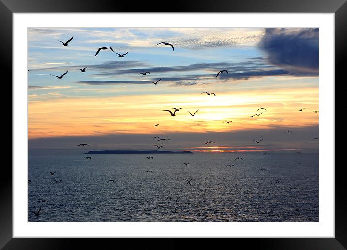 Seagulls against the Sunset Framed Mounted Print by David Morton