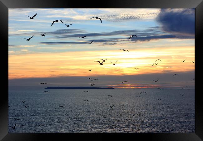 Seagulls against the Sunset Framed Print by David Morton