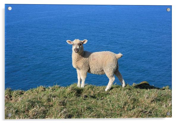Lamb at Baggy Point Acrylic by David Morton