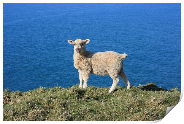 Lamb at Baggy Point Print by David Morton