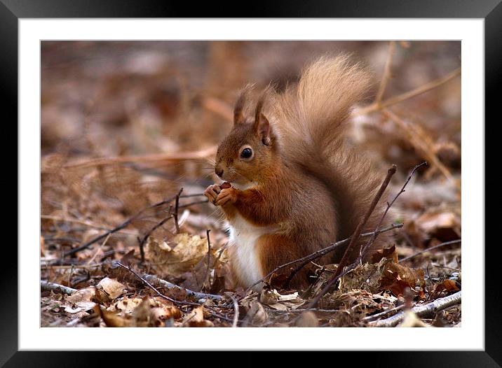 Lovely nuts! Framed Mounted Print by Debbie Metcalfe