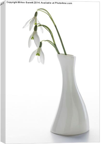 Three Snowdrops in a White Vase Canvas Print by Ann Garrett