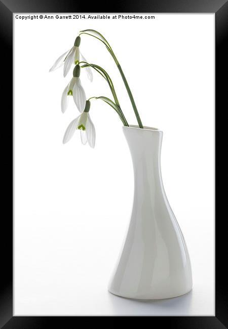 Three Snowdrops in a White Vase Framed Print by Ann Garrett