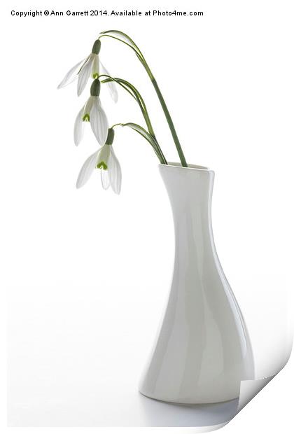 Three Snowdrops in a White Vase Print by Ann Garrett