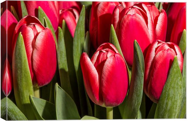 Red tulips close up Canvas Print by Laco Hubaty